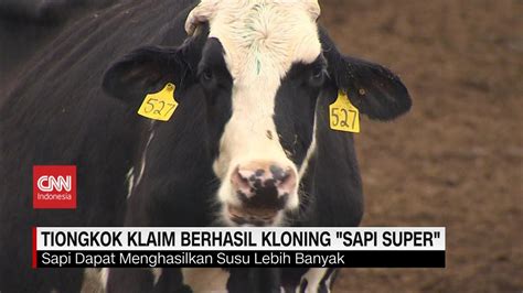 Tiongkok Klaim Berhasil Kloning Sapi Super YouTube