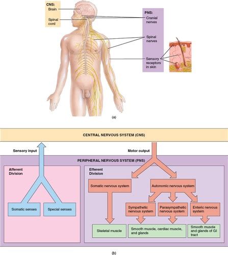 Chapter The Nervous System And Neuronal Excitability Flashcards