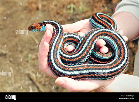 Extremely Rare San Francisco Garter Snake Thamnophis Sirtalis