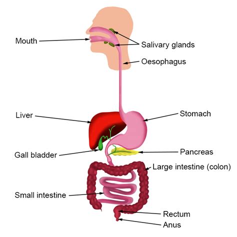 Alimentary Canal Structure Diagram Digestive Labelled Anatom