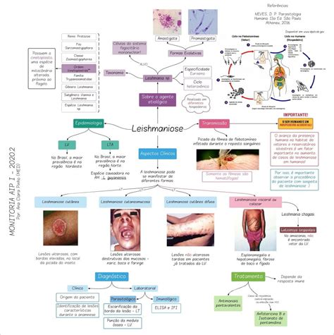 Mapas Mentais Sobre LEISHMANIOSE Study Maps