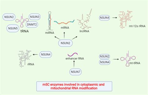 The M C Modification Has Been Found In Human Cytoplasmic And