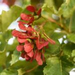 HOT WINGS MAPLE Foothills Nurseries