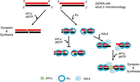 Nhej Synapsis Model For Pol And The Order Of Arrival Of Key Factors In