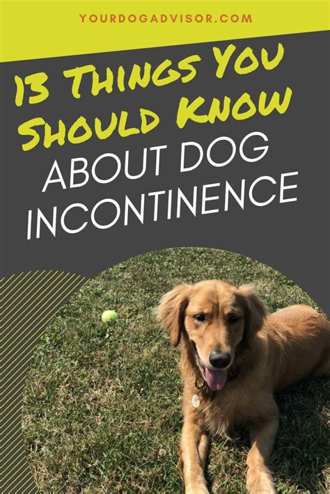 13 Things You Should Know About Dog Incontinence | Your Dog Advisor