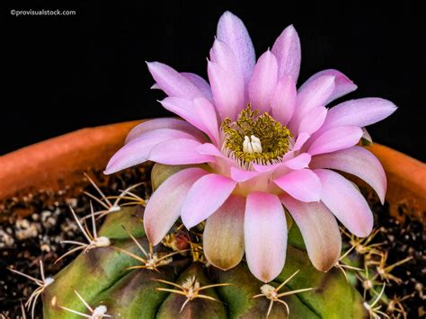 Gymnocalycium damsii - CactusDynamic