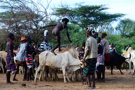 Stock Photo Of Naked Hamer Boy Leaping Across Line Of Bulls As Part Of