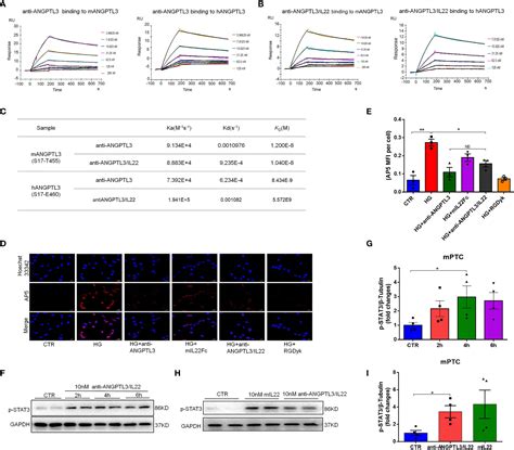 Frontiers A Novel Fusion Protein Consisting Of Anti Angptl3 Antibody And Interleukin 22