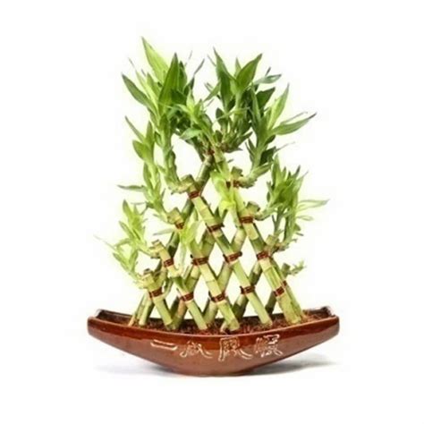 Lucky Bamboo Plant At Best Price In India