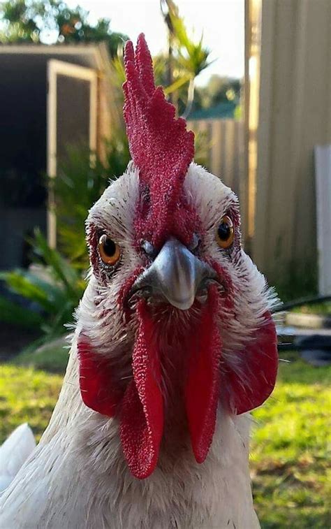 The Cutest Chicken Face ♡ Paulette Bisch Brahma Chickens Cute