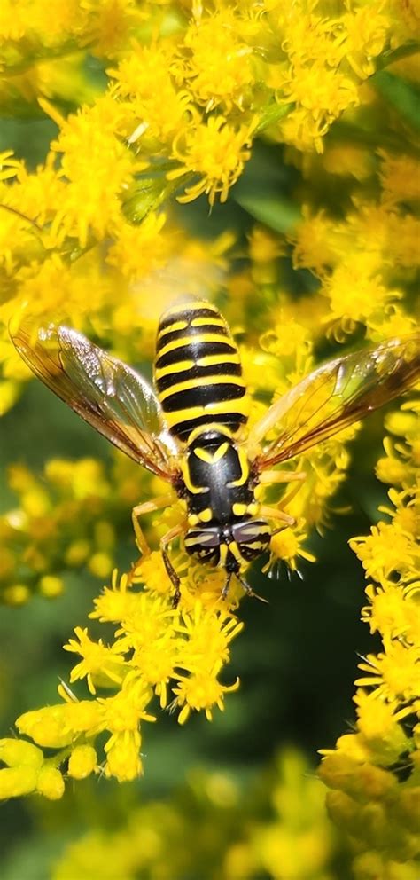 Eastern Hornet Fly From Brooklyn Heights Brooklyn NY USA On