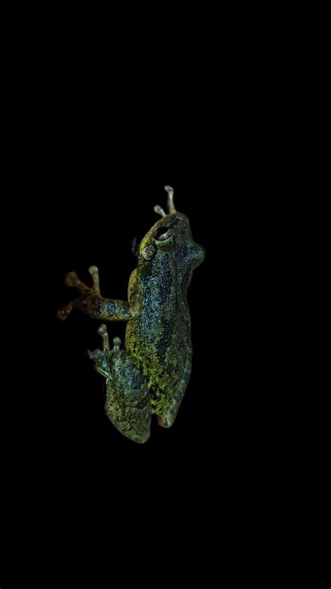 Snouted Tree Frogs From Fw F Hj Anapurus Ma Brasil On