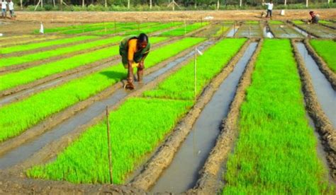 Los Principales Estados Productores De Arroz En La India Avtotachki