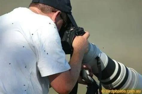 Australian Ringneck – Birdphotos.com.au