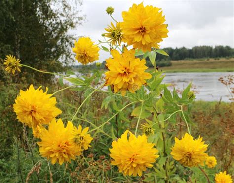 Plants on the river bank stock photo. Image of river - 101325906