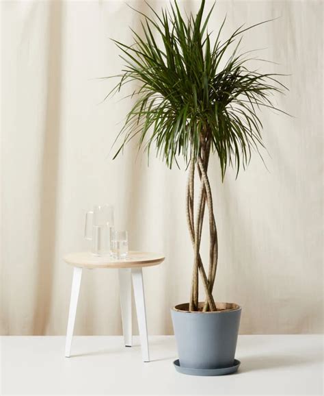 Buy Xl Potted Bamboo Palm Indoor Plant Bloomscape In 2021 Indoor