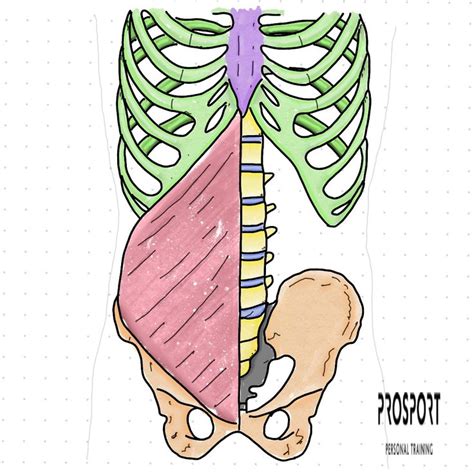 Oblicuo Interno Musculos del abdomen Ilustración médica Anatomía