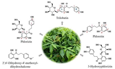 科研进展 木姜叶柯甜茶是具有多种健康益处的二氢查耳酮类物质的新型天然来源都市农业研究所