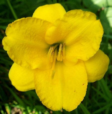kathys daylily introductions  grace gardens