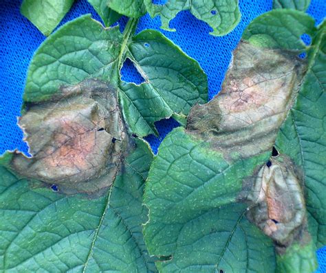 Late Blight On Potatoes Vegetable Pathology Long Island