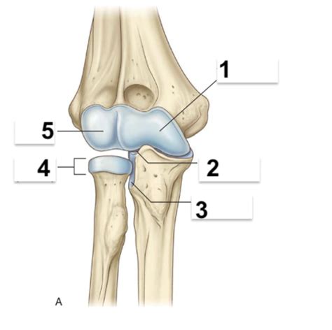 Basic Elbow Joint Bony Features Flashcards Quizlet