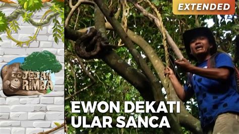 Bikin Deg Degan Ewon Ketemu Ular Sanca Pohon Jejak Rimba Eps