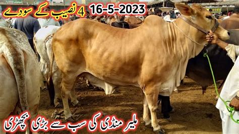 Malir Mandi Karachi Cattle Latest Rates Update May Malir