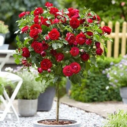 Купить саженцы штамбовых роз в Минске с доставкой по Беларуси