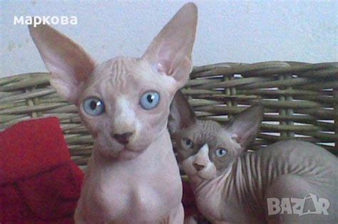 канадски сфинкс в Сфинксове в гр. Варна - ID41931251 — Bazar.bg