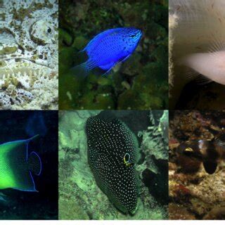 Examples of reef fish species seen only once (uniques) in a survey of ...