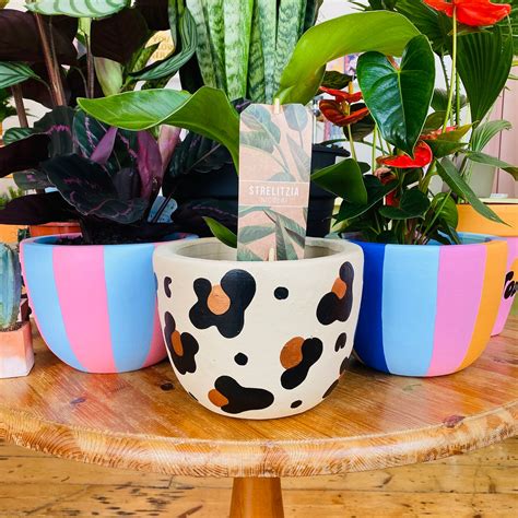 Leopard Print Hand Painted Pot Plant Pot Indoor Planter Etsy