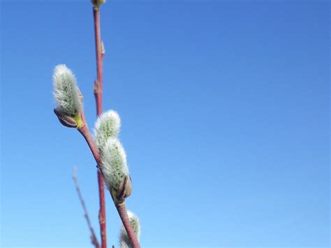 2 000 Free Pussy Willows Willow Images Pixabay