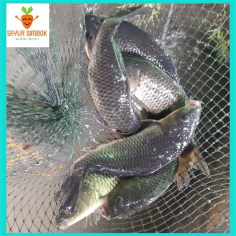 Jual Ikan Kleper Ikan Mas Segar 1kg Shopee Indonesia