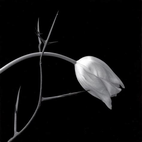 Robert Mapplethorpes Flower Photography Dans Le Gris