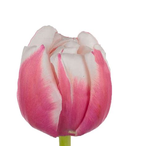 Tulip Margarita Cut Tulips Hyacinth Iris Flower Suppliers