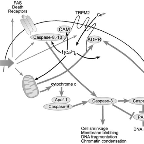 Proposed Classical Paradigm By Which Transient Receptor Potential