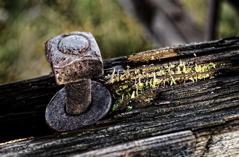 Nature Reclaiming Photograph By Thomas Payer Fine Art America