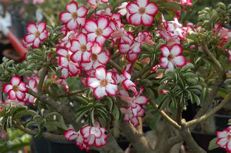 Rosadodeserto Adenium Obesum Natureza Bela