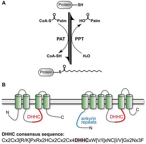 Frontiers Role Of Palmitoylation Of Postsynaptic Proteins In