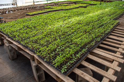 Ansl Las Bandejas Hort Colas Para Huertas Familiares Se