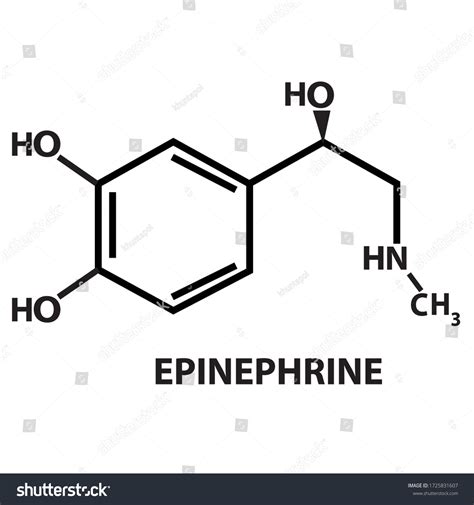 Vector Epinephrine Chemical Structure Stock Vector (Royalty Free ...