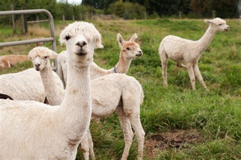 Llamas or Alpacas Sheared and Ready To Guard Stock Photo - Image of ...