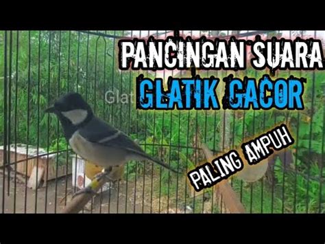 Suara Masteran Glatik Batu Terbukti Ampuh Youtube