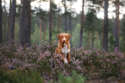 Toller Dog in Heather Colors. Walk with a Pet in the Forest. Journey ...