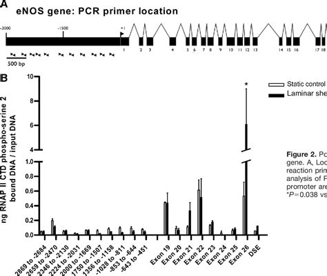 Figure From Laminar Shear Stress Modulates Phosphorylation And