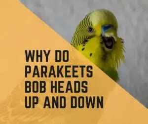 Why Do Parakeets Bob Up And Down Reasons Birds News