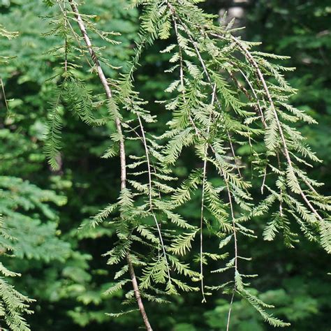 Dawn Redwood Tree – Northern Ridge Nursery