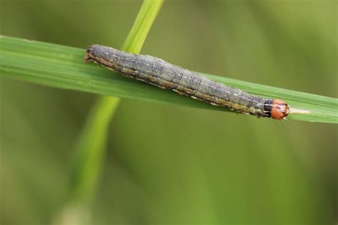 Advisory Note On Fall Armyworm National Plant Protection Centre