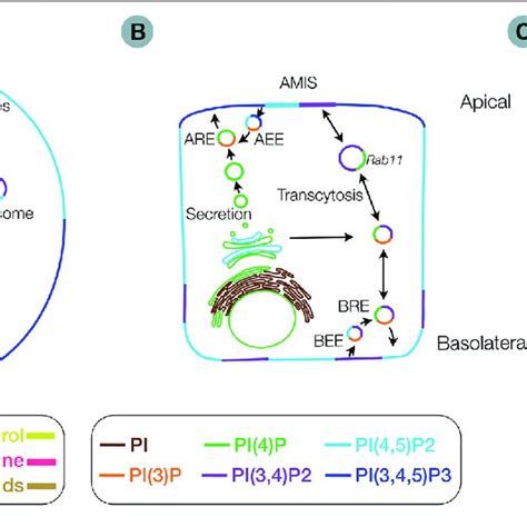| Membrane distribution of lipids involved in epithelial polarity ... 