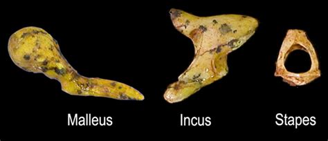 ScienceShot: Earliest Ear Bones Sound Off on Human Hearing | Science | AAAS